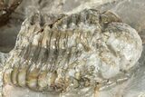 Three Colorful Phacopid (Austerops) Trilobites - Jorf Morocco #329072-7